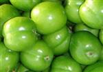 طماطم الخضراء